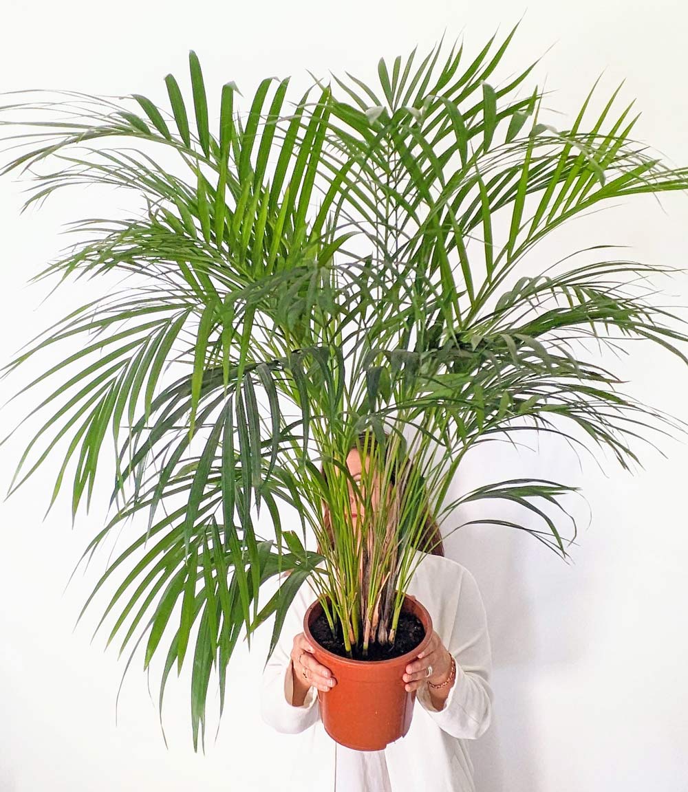 Palmier areca 120 cm. Plante naturelle - 3