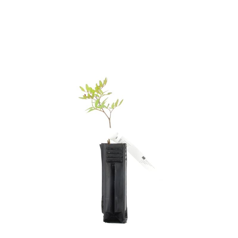Pistachier lentisque (Pistacia lentiscus) - Godet - Taille 15/30cm - Pépinières Naudet - 2