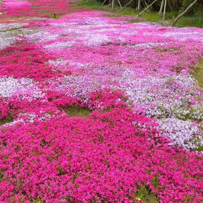 Graines de Phlox mousse (Phlox subulata) – 1000 graines, Plante vivace rustique pour jardin et balcon - 8