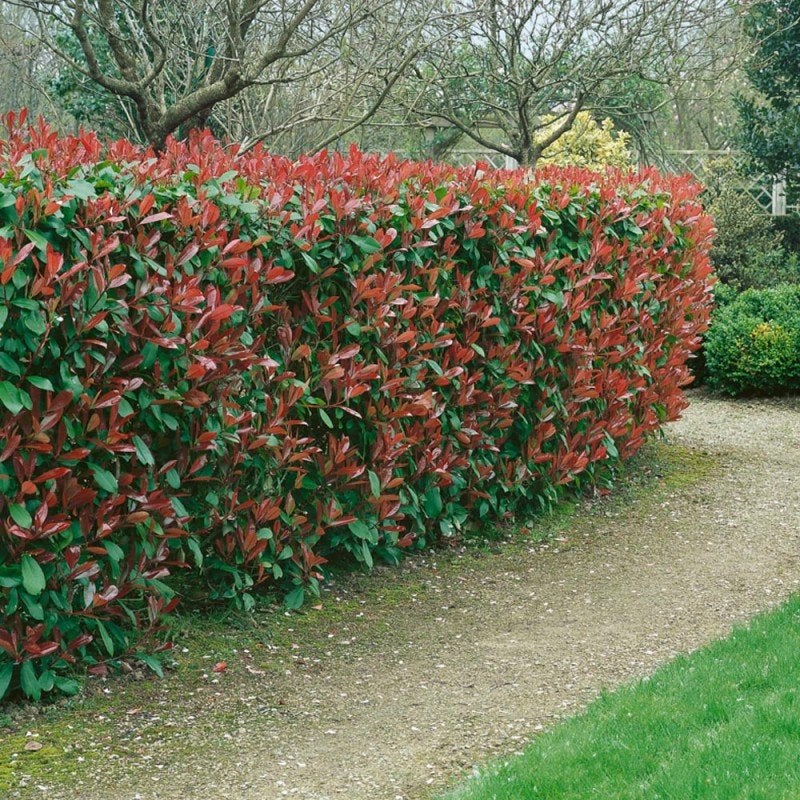 Photinia red robin h 90/100cm piante per siepi in vaso foto reali | Leroy  Merlin