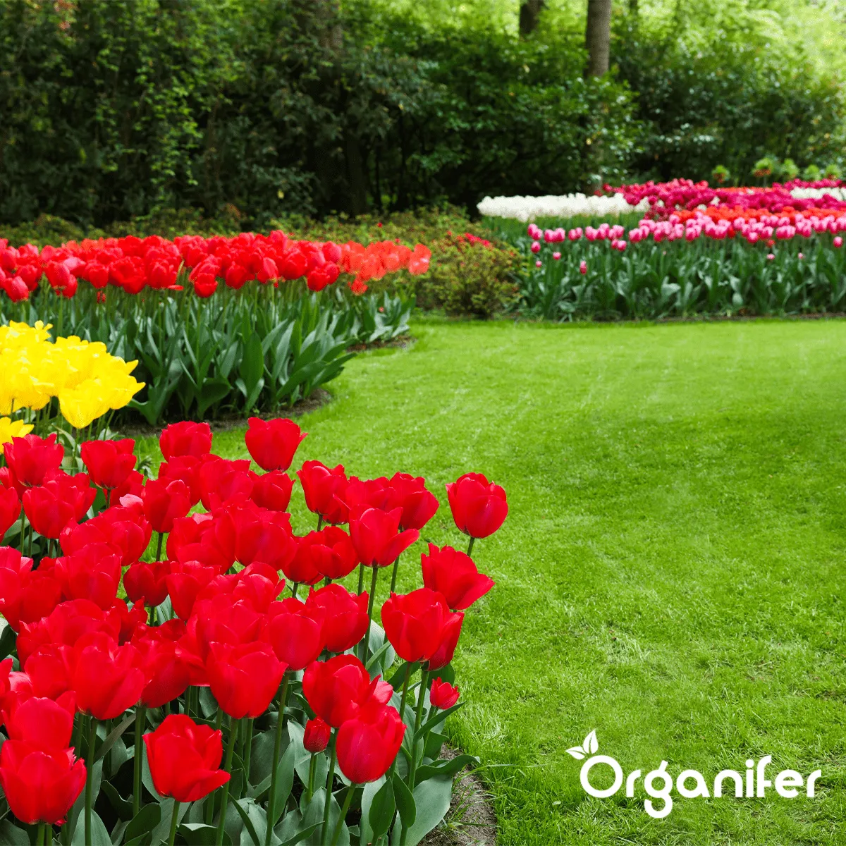 Amendement Du Sol - Mélange Activateur - Grand sac 500 Litres Pour 500M2 - Organifer - 4