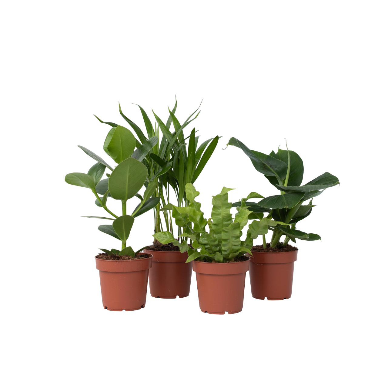 Asplenium 'Vague Croustillante' - Fougère - Set De 2 - ⌀12cm