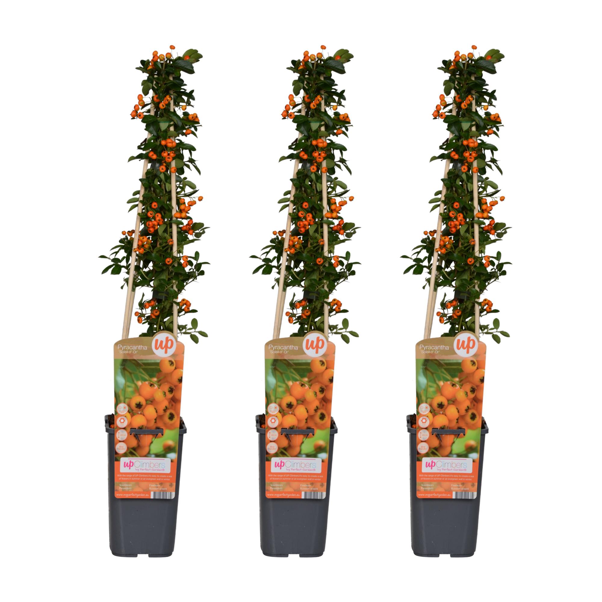 Pyracantha Soleil dOr - Krzew kolczasty liście zielone - Wys. 65 cm, Doniczka Ø15 cm