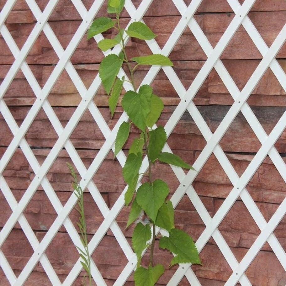 Traliccio estensibile a parete in PVC da giardino 1 mt - 4