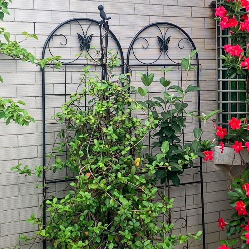 Traliccio da Esterno per Piante - Supporto Piante Rampicanti - Torre Per Pitaya Con Paletto Per Vite Matrimonio Piante Ornamentali Da Interno Balcone Giardino Patio Esterno E Interno Traliccio da Esterno per Piante - Supporto Piante Rampicanti - Torre Per Pitaya Con Paletto Per Vite Matrimonio Piante Ornamentali Da Interno Balcone Giardino Patio Esterno E Interno