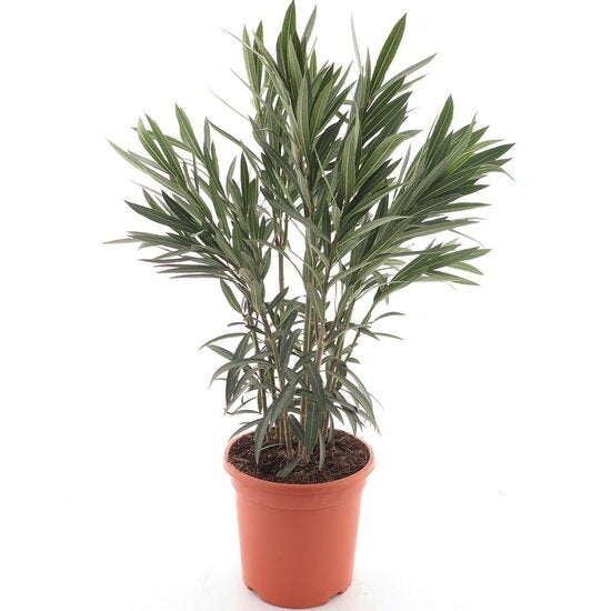 Laurier-rose (Nerium oleander) - Fleurs roses - Plantes jardin - Plantes terrasse - P. 26&nbsp;cm - 2