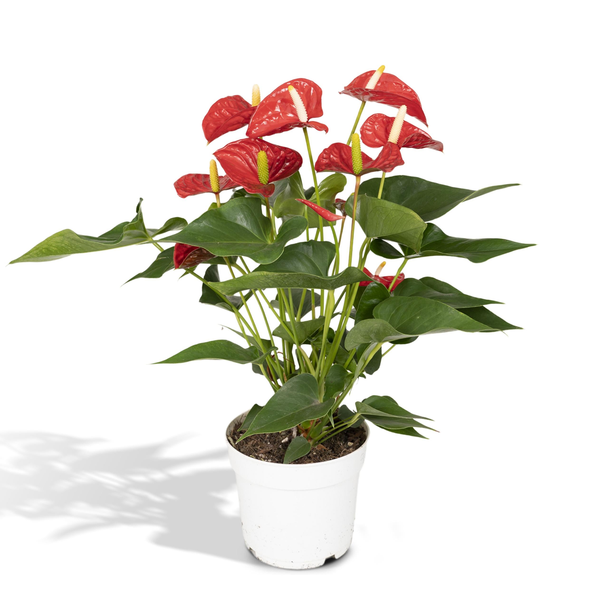 Anthurium Czerwone - Roślina doniczkowa 17 cm - Wysokość 55 cm
