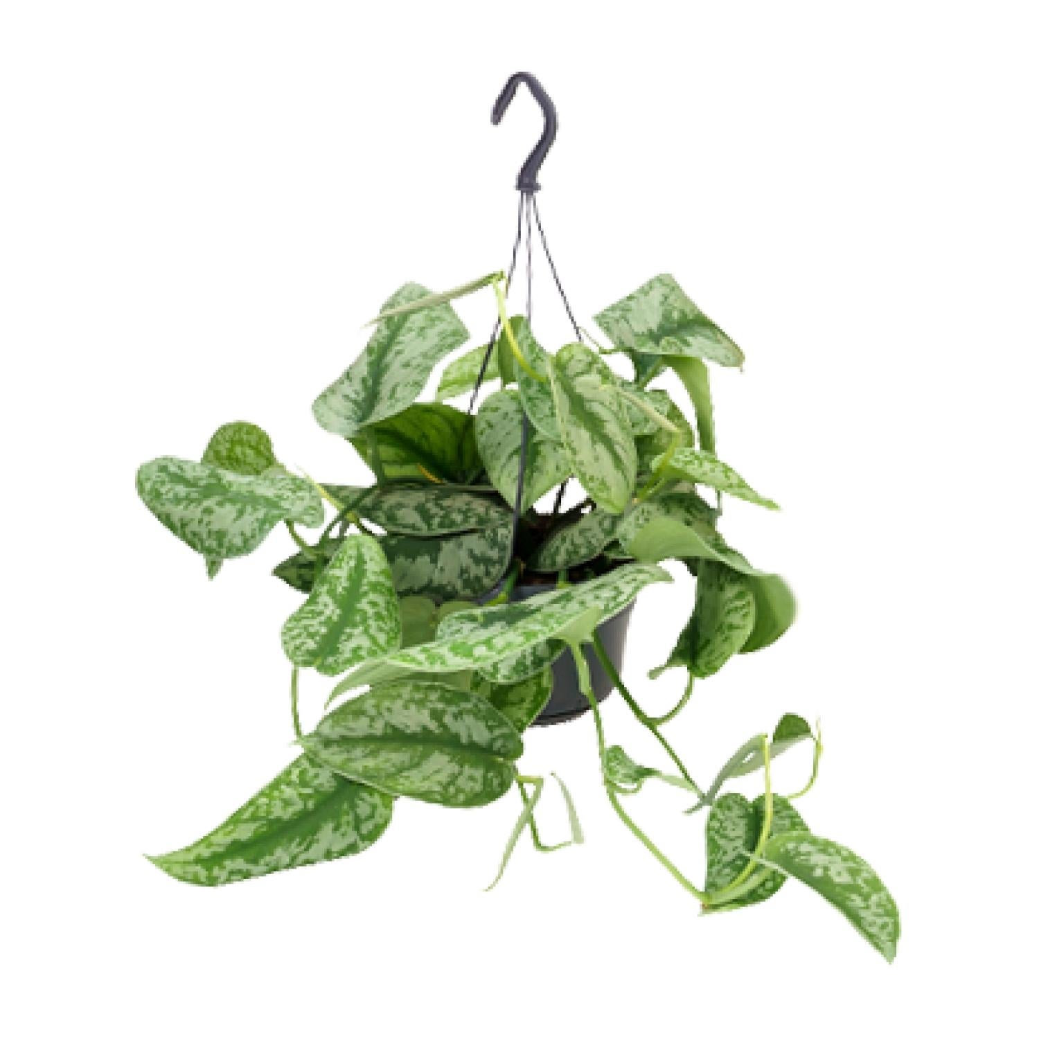 Scindapsus Pictus Trebie - Roślina doniczkowa - Doniczka Ø15cm - Wysokość 25cm - Srebrzyste liście