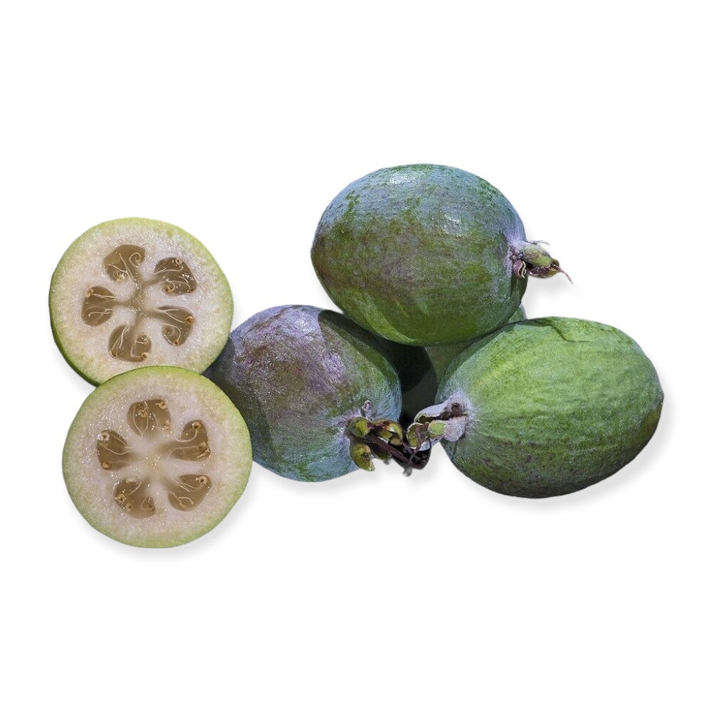 pianta di cedro in vaso