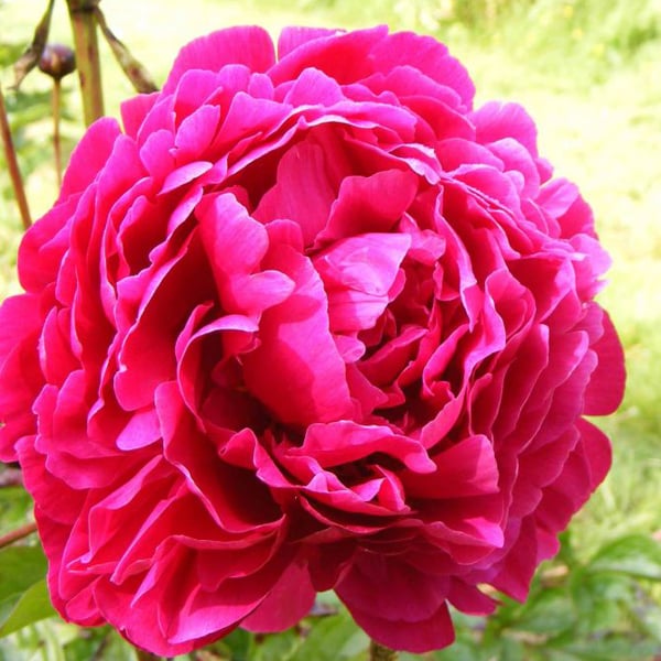 Pivoine rouge-rosé - Paeonia 'Felix Crousse' - pot