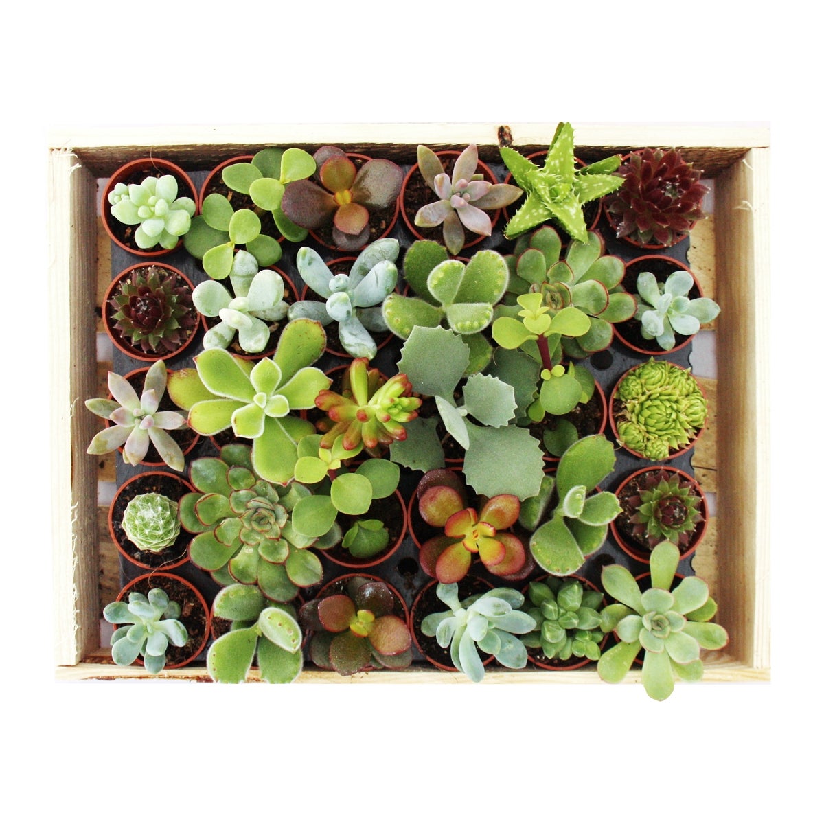 Mini succulente vaso da 3,5 cm - scatola di legno con 30 piante - 3