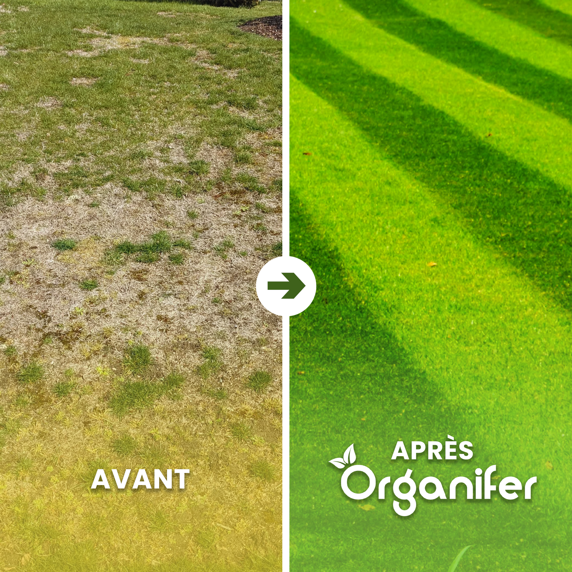 Topdressing Pour Gazon - Mix Avec Mycorhizes Et Rhizobactéries - 50 Litres Pour 50 M2 - Organifer - 2