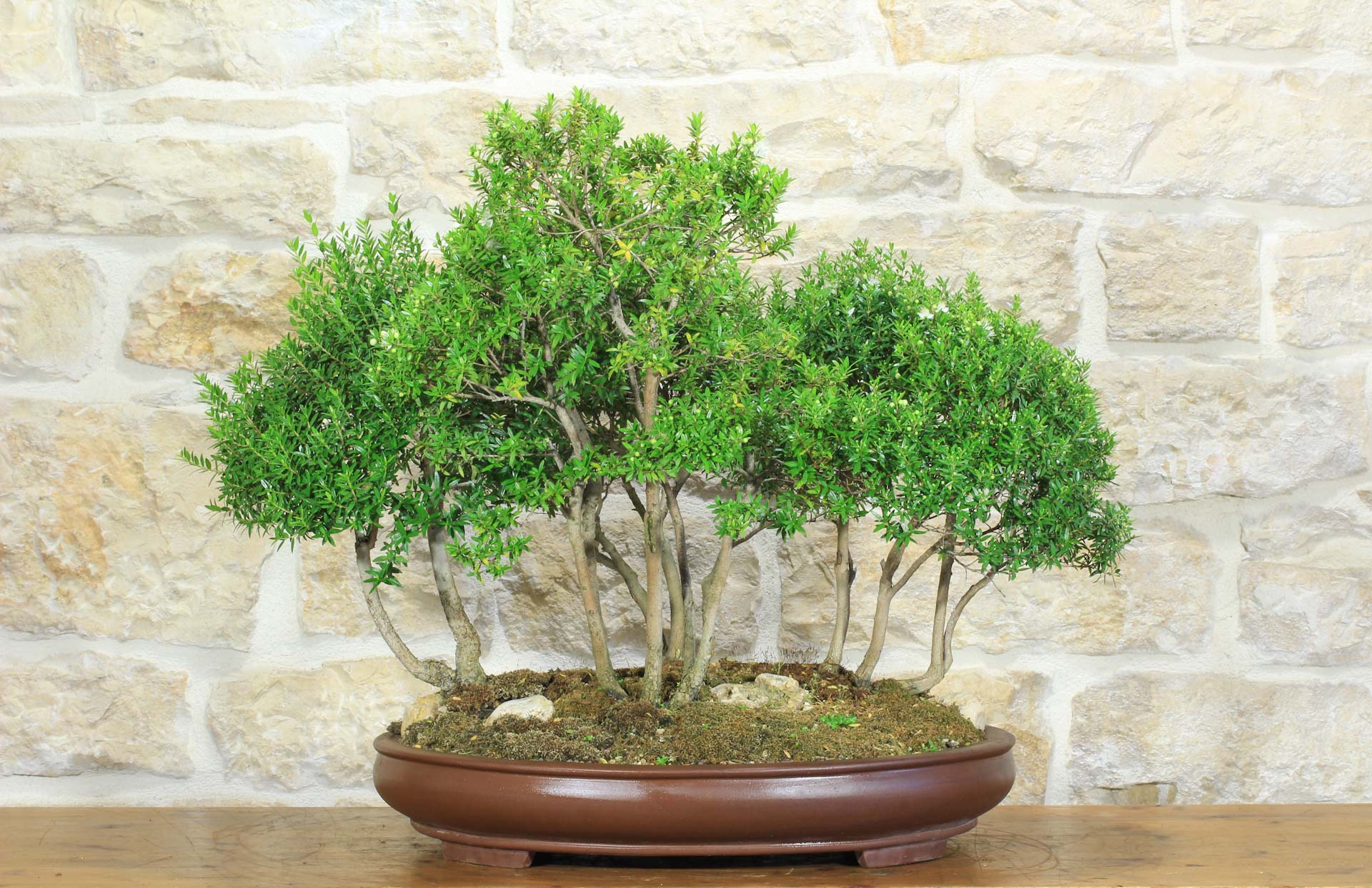 bonsai ficus ginseng ingrijire Ficus Ginseng: Add Zen to Your Home or Office