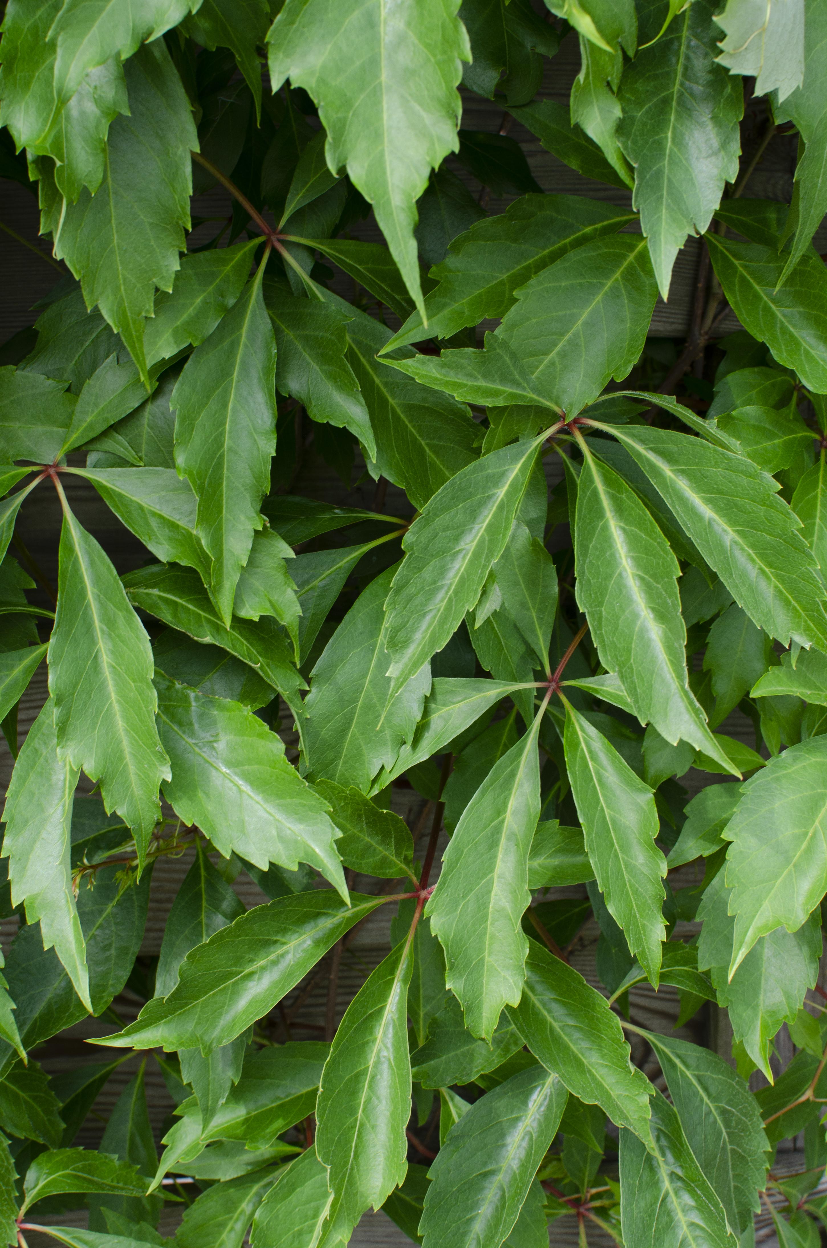 Parthenocissus 'Engelmannii' - Vigne vierge grimpante - 65 cm - Pot Ø15 cm - 2