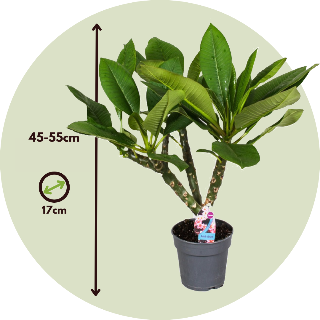 Frangipanier - Set de 2 - Plumeria rubra 'Hawaii' - Hauteur 45-55cm - ⌀17cm - 2