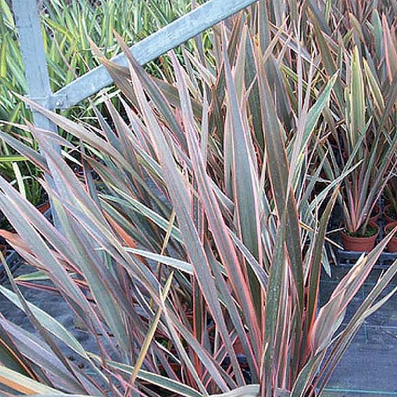 Lin de Nouvelle-Zélande 'Rainbow Queen' Pot de 2L/3L | Leroy Merlin