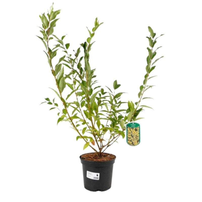 Forsythia Spectabilis 3L - 4