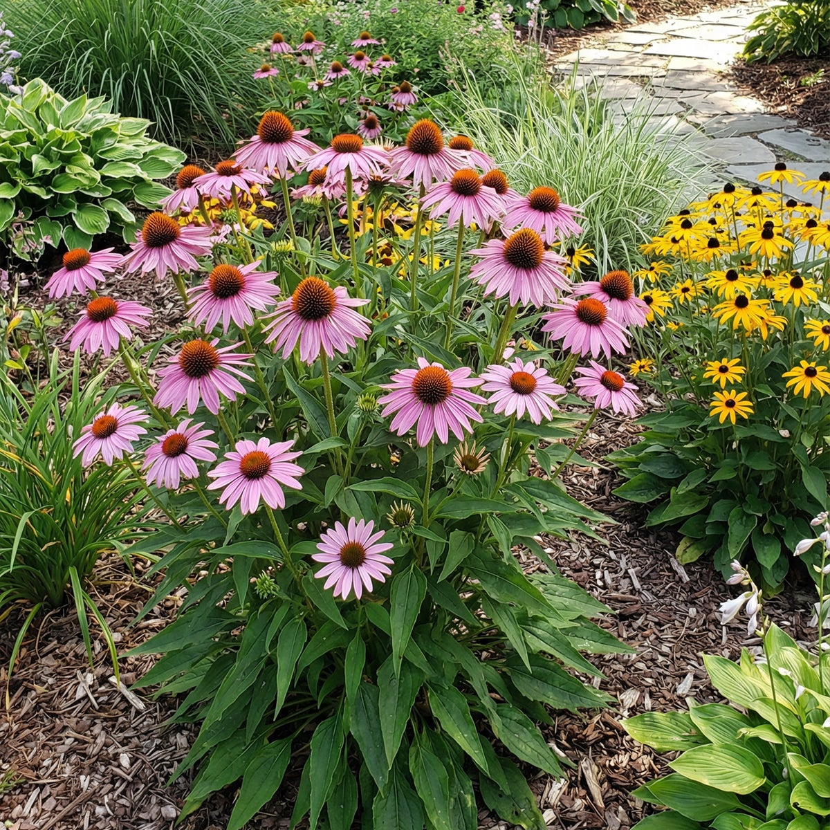 Lot de 6 - Echinacea purpurea - Échinacée pourpre - Floraison abondante - H. 10-20 cm - P. 9 cm - 5