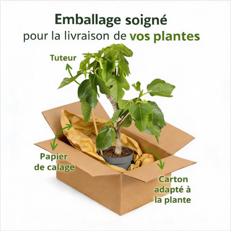 Figuier 80/100cm Pot 10L - Ficus carica - 4