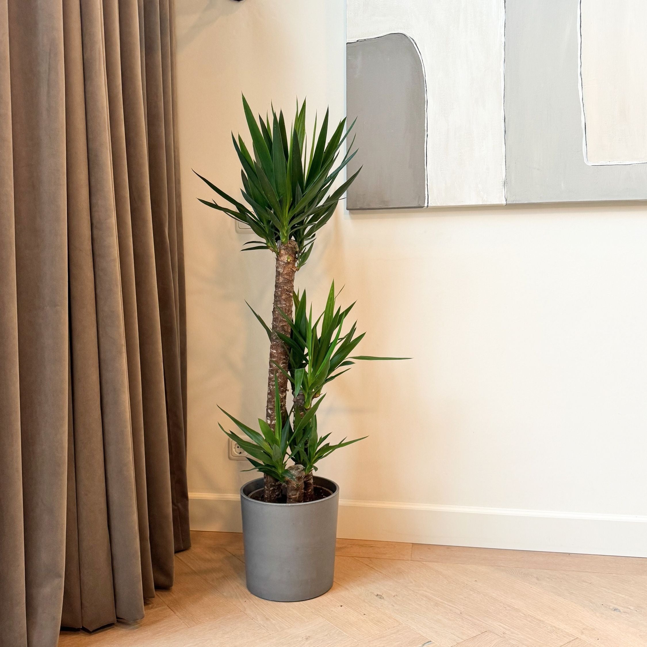 Pied d'éléphant - Yucca elephantipes - Hauteur 130-140cm - ⌀24cm - 6