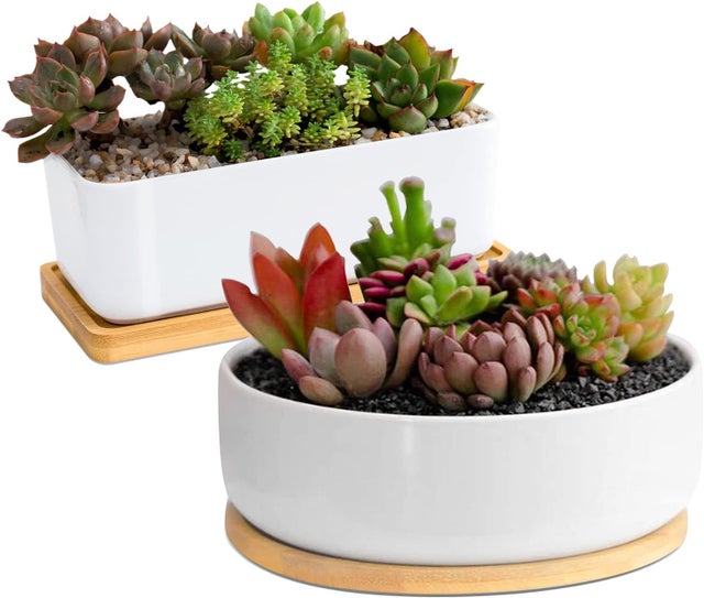 Kit Fioriera Paros con 3 Piante di Aptenia Variegata - Set Completo - i