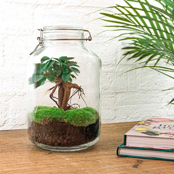 Terrário DIY Ficus Ginseng Bonsai 28 cm – Mini jardim autossuficiente com musgo e plantas decorativas - 4