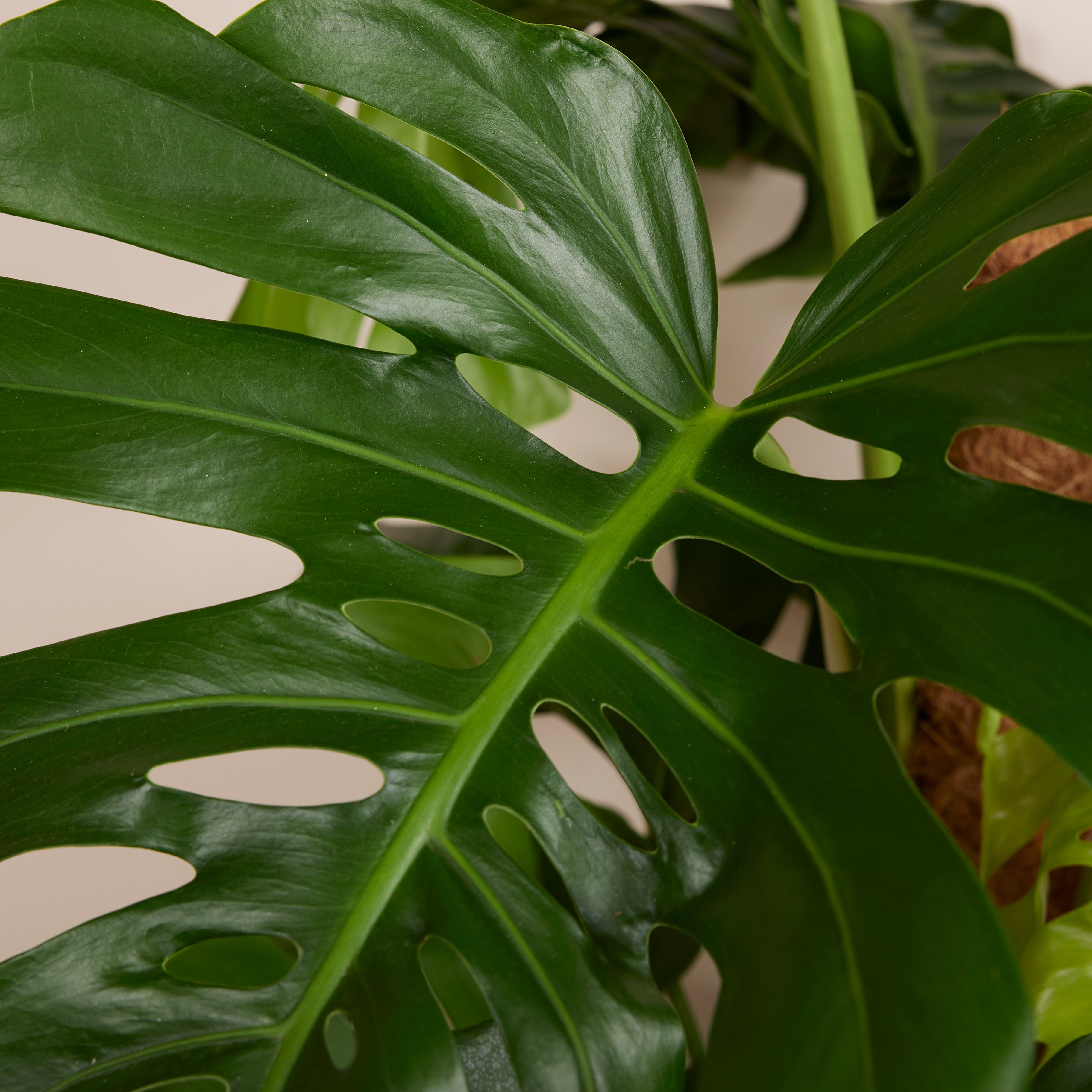 Monstera Deliciosa - Avec tige de mousse - Plante à fromage suisse - H. 120-140 cm - P. 24 cm - 4
