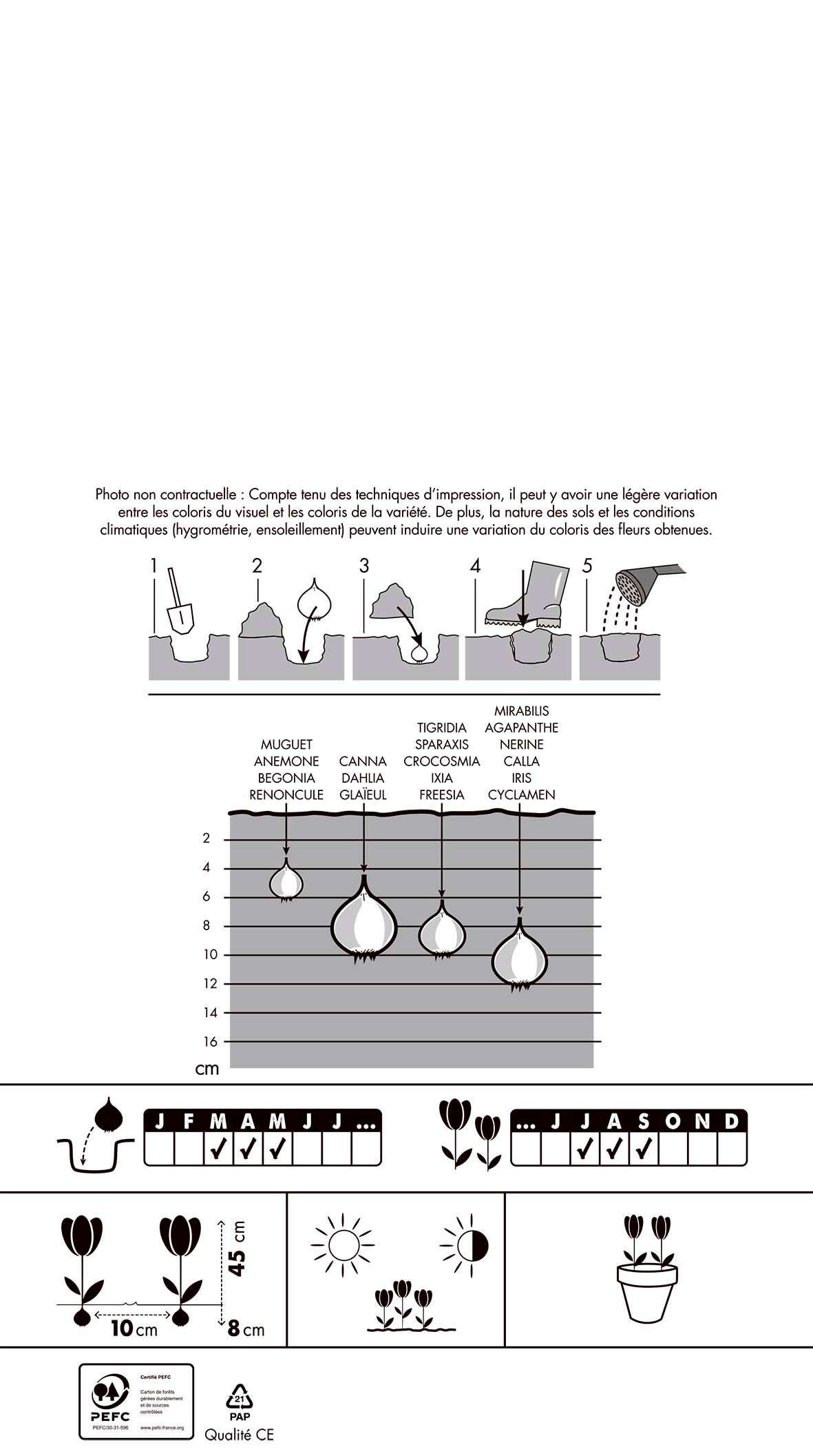 Tigridias Œil de Paon en Rose Foncé (x20) - 2