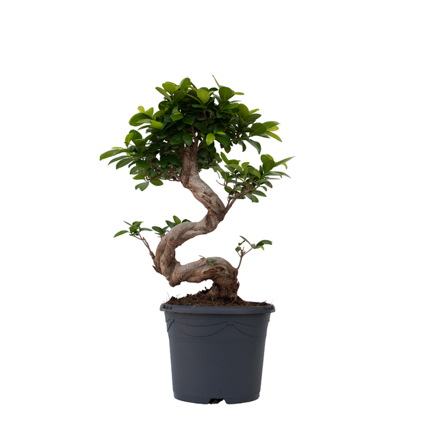 Ficus bonsai prix au meilleur prix | Leroy Merlin
