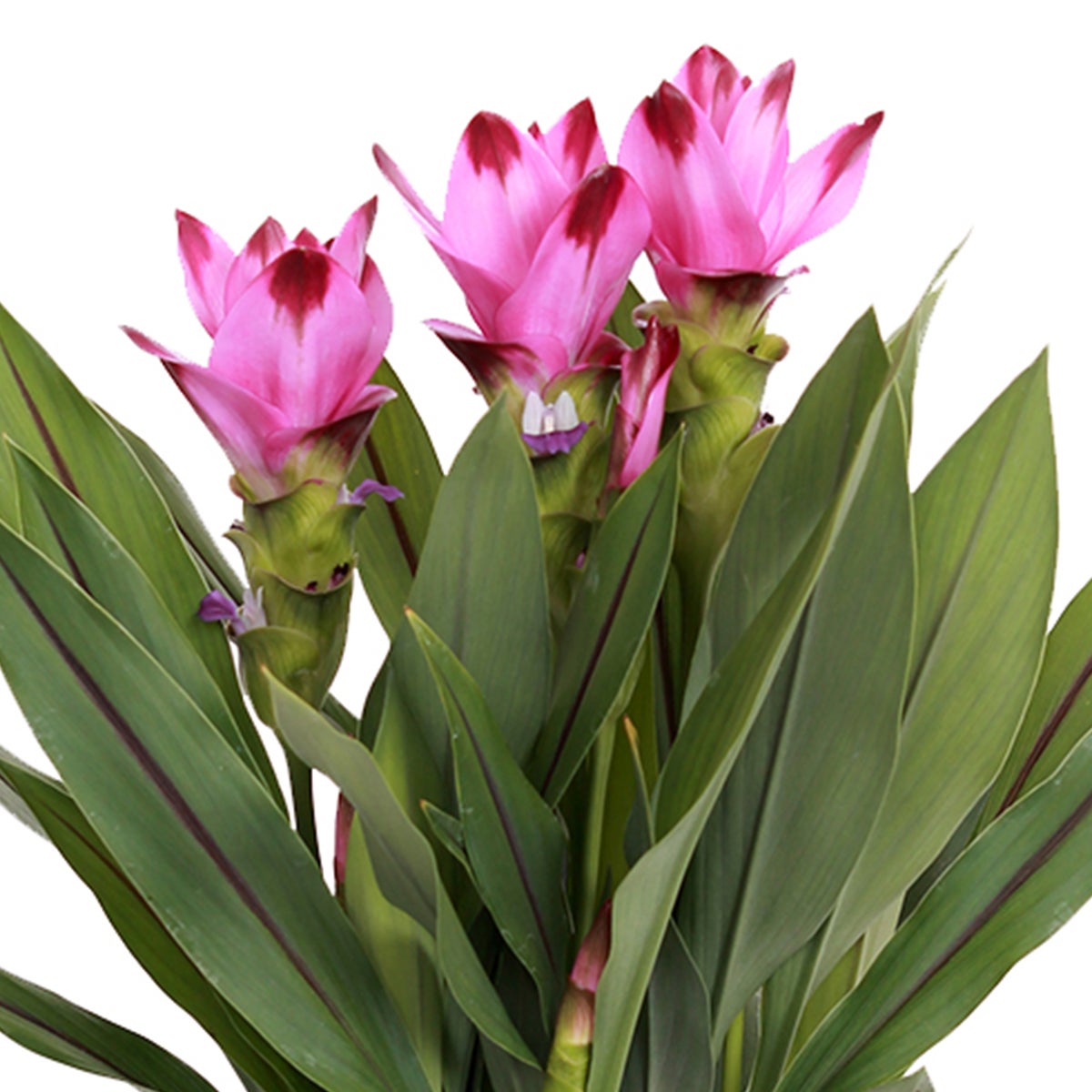 Curcuma Siam - Curcuma ornemental - Plante d’intérieur - Dépolluante - H. 40-50 cm - P. 14 cm - 3