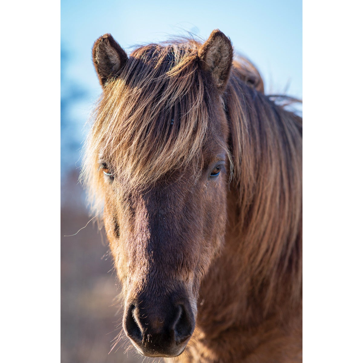 Tableau impression sur toile - Cheval couleurs – Chevaux Passion