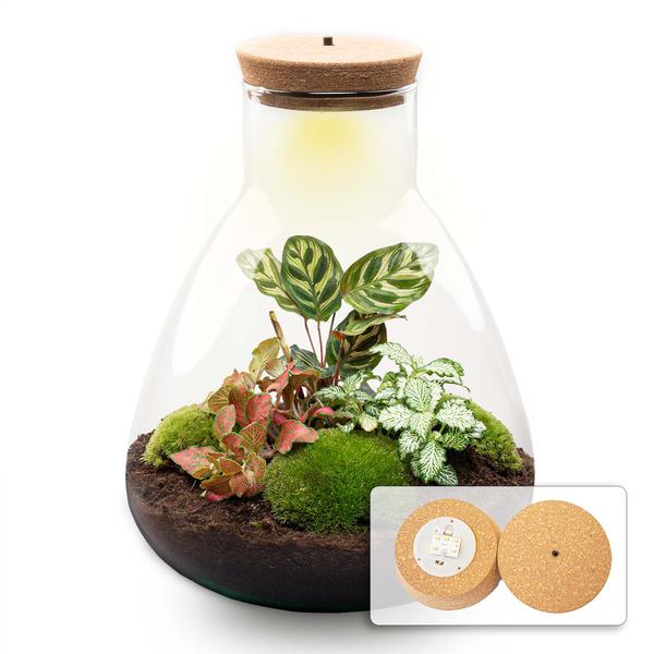Terrário DIY Sam Calathea com lâmpada LED – Mini ecossistema autossuficiente com Fittonia e musgo – 30 cm - 2