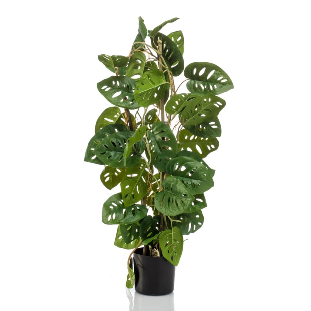 philodendron bipennifolium variegated Philodendron Bipennifolium Variegated – Lost in the Forrest main image 1