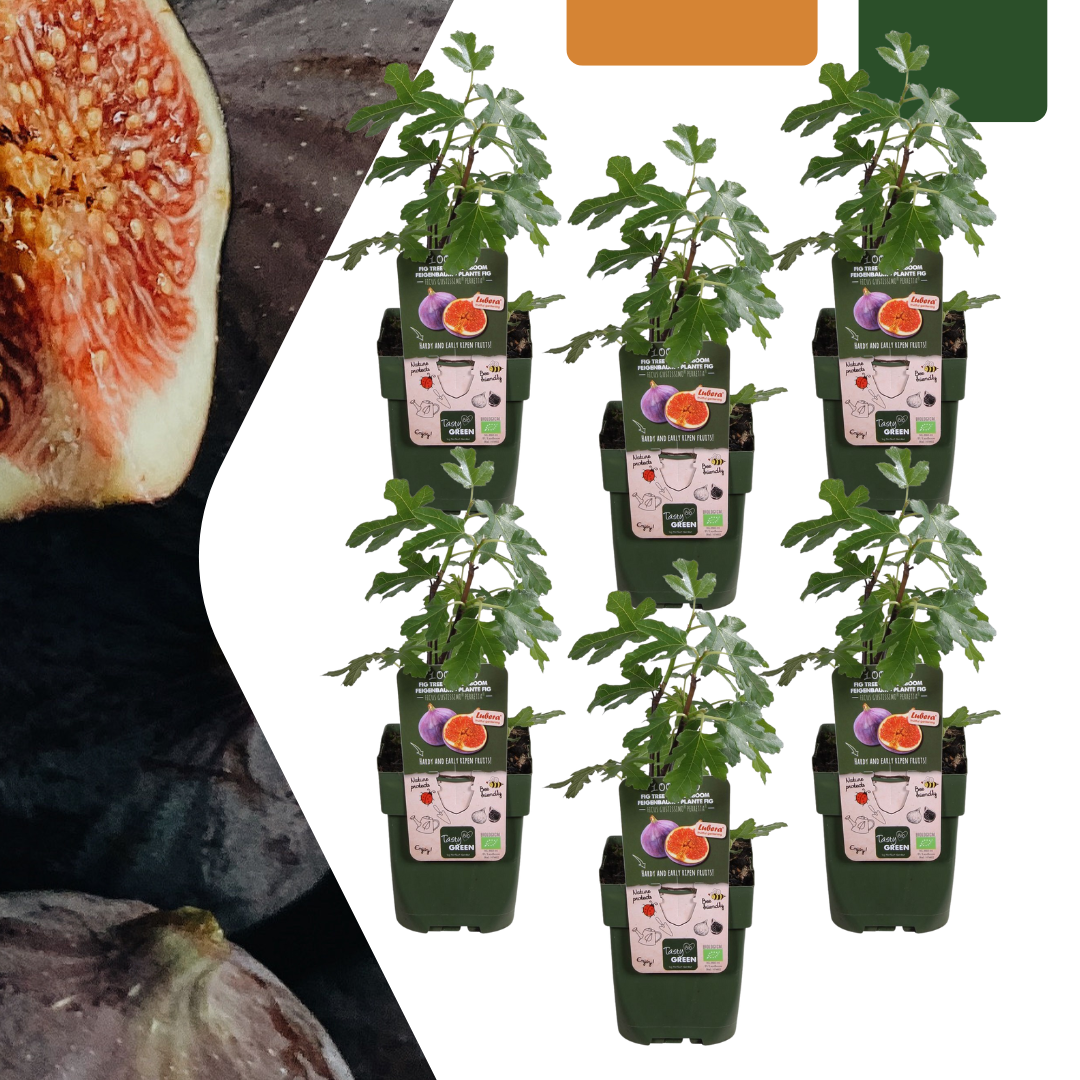 Organiczne drzewo figowe, roślina owocowa, Ø13 cm, wys. 20 cm, opakowanie 6 sztuk – MOSELOTA Green