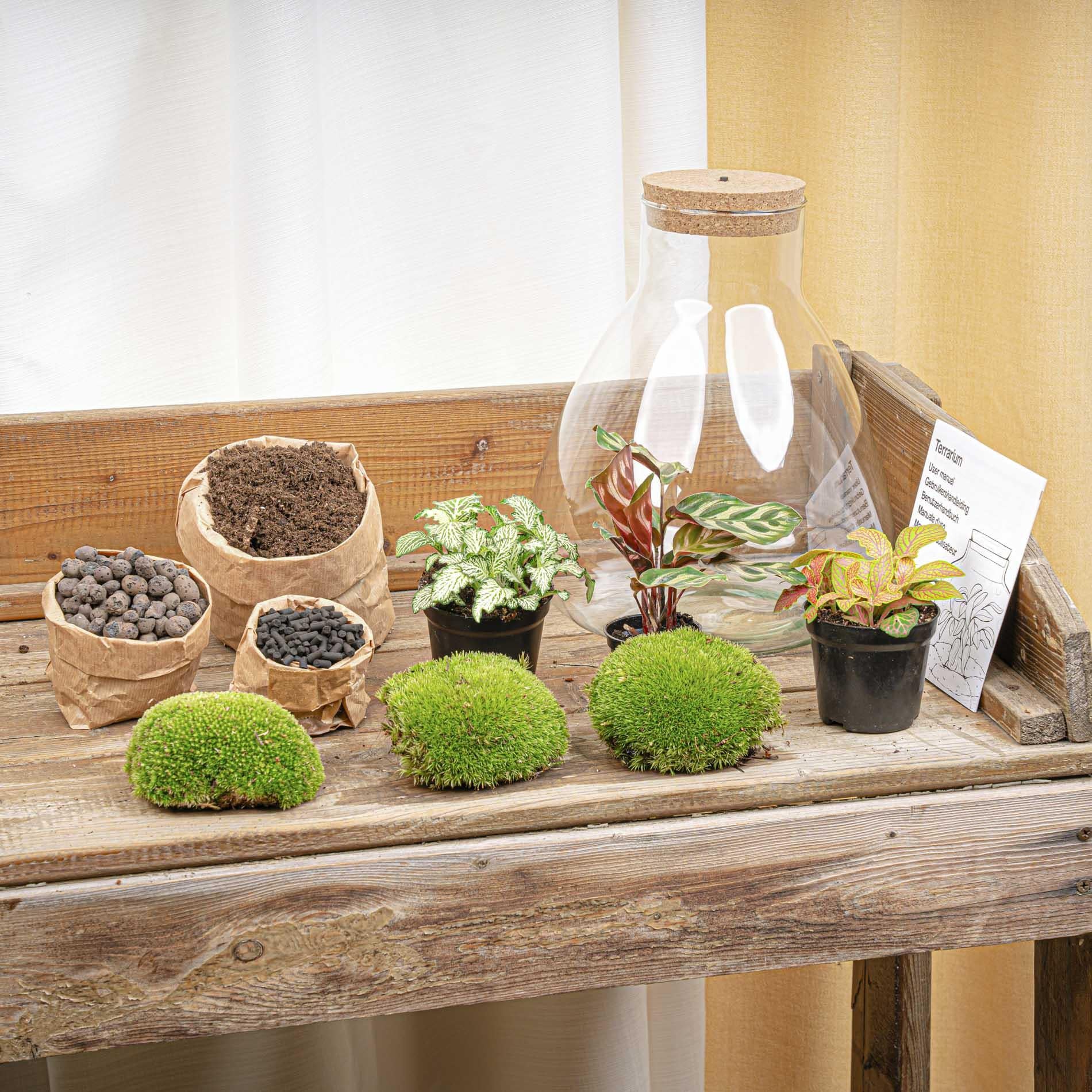 Terrário DIY Sam Calathea com lâmpada LED – Mini ecossistema autossuficiente com Fittonia e musgo – 30 cm - 4