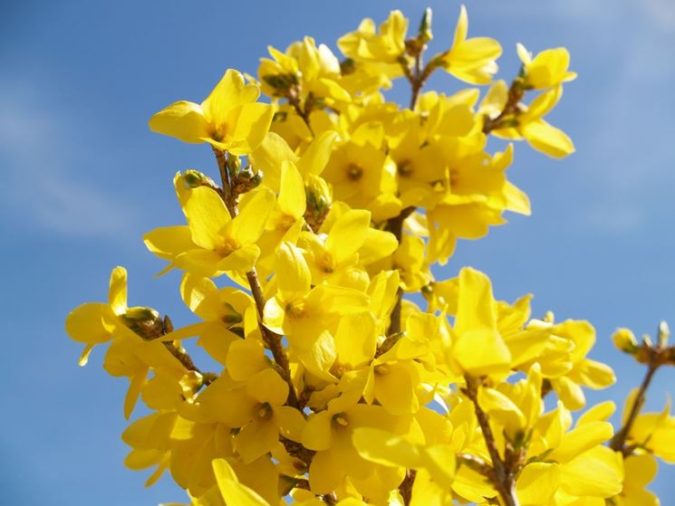 Un Bellissimo Mazzo Di Fiori Gialli Su Un Tavolo Di Legno Generato Dall Intelligenza Artificiale 77173415