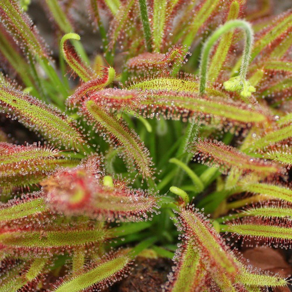 Rosaire - Drosera capensis - Pot de 9cm - 3