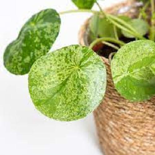 Pianta di Pilea pepermioides mojito foto reali vaso 13cm - 3