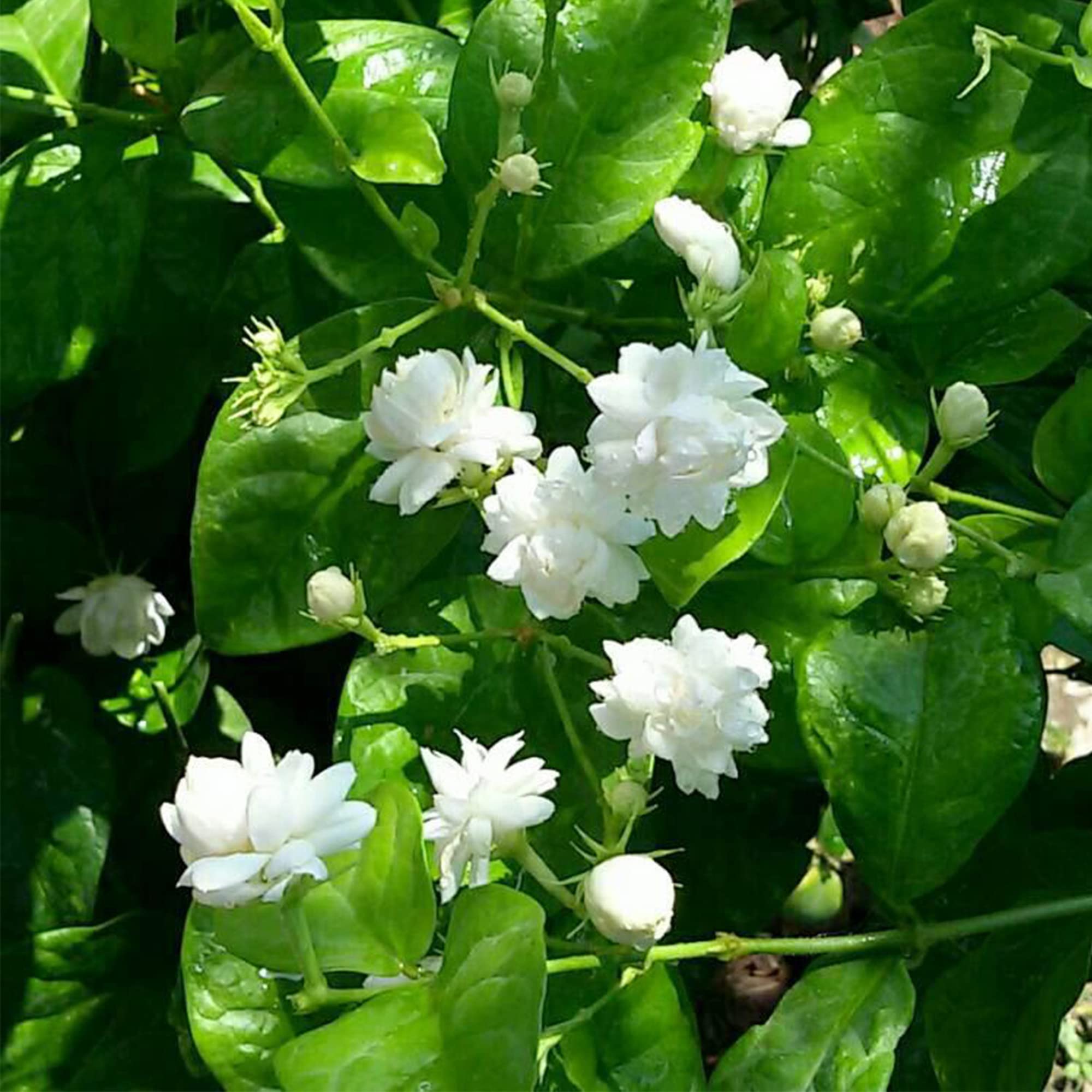 200 graines de jasmin à fleurs doubles, une variété de jasmin de Sabah, idéale pour les jardins et les balcons. - 2