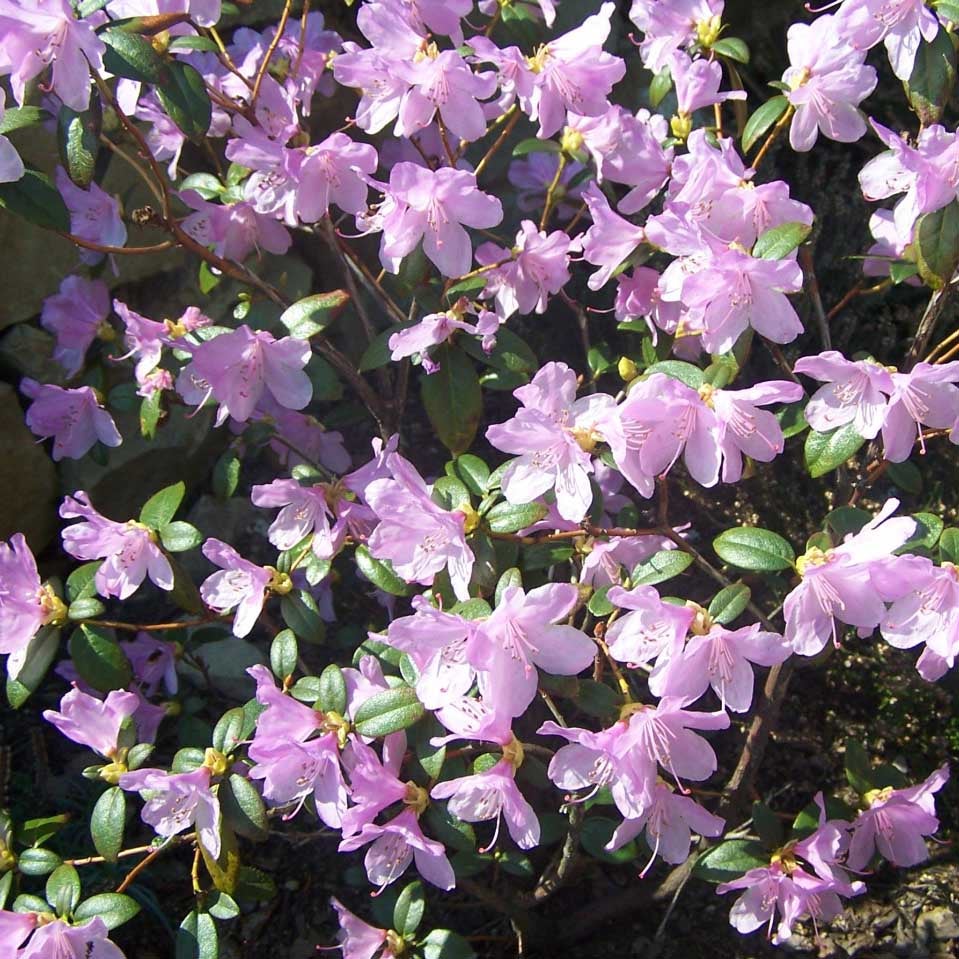 Rhododendron 'Praecox' Pot de 2L/3L | Leroy Merlin