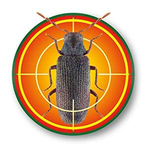 Soluguard Solución Anticarcoma - 500ml -Tratamiento contra la carcoma e insectos xilófagos como la termita y carcoma: Listo para Usar, Incoloro - 3