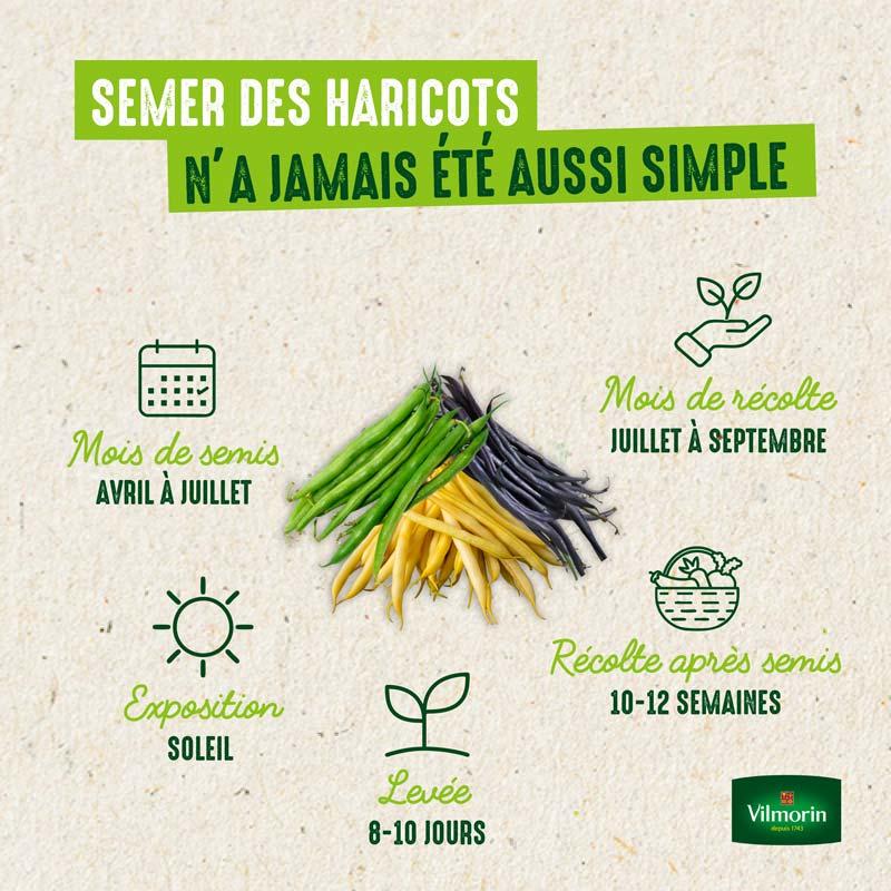Skipper (Création Vilmorin) recommandé pour congélation - 3