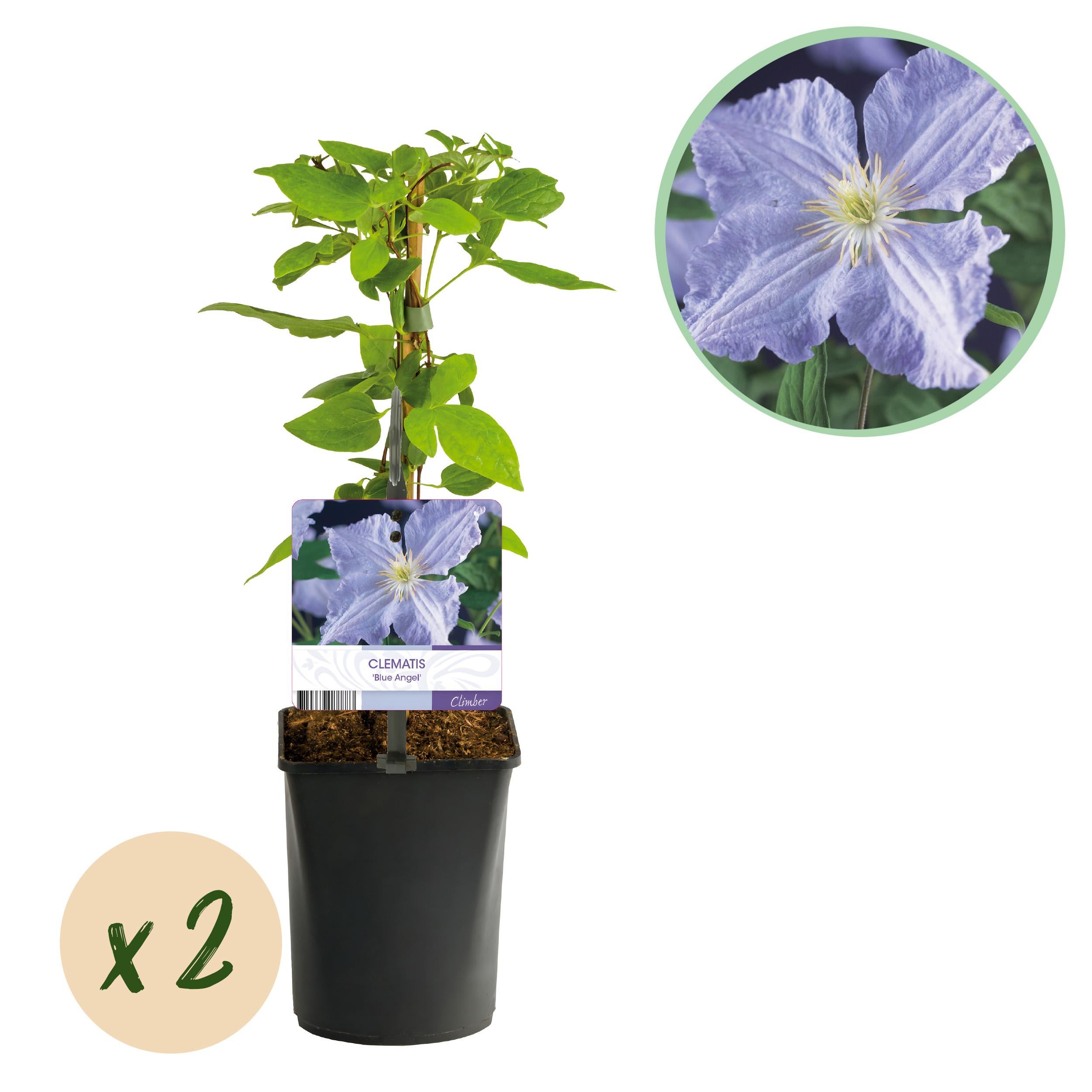 Green boutiQ Powojnik Blue Angel – Pnącze kwiaty jasnoniebieskie – Mało wymagające – 2 rośliny – Doniczka 11 cm – Wys 40 cm
