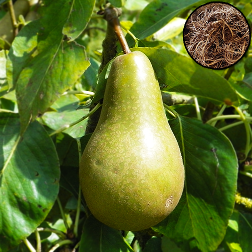 Forfait foret alimentaire Schramas 20 Plants fruitiers + Cueillette sauvage sur 25m2 - 4