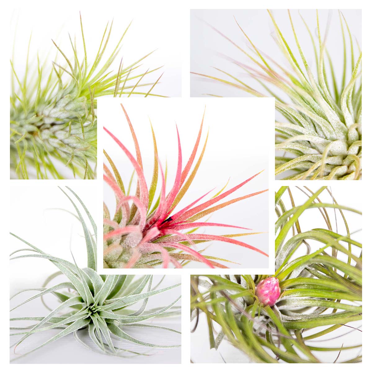 Lot de 10 - Tillandsia - Plantes aériennes - Dépolluantes - Très faciles d’entretien - 5-15 cm - 3