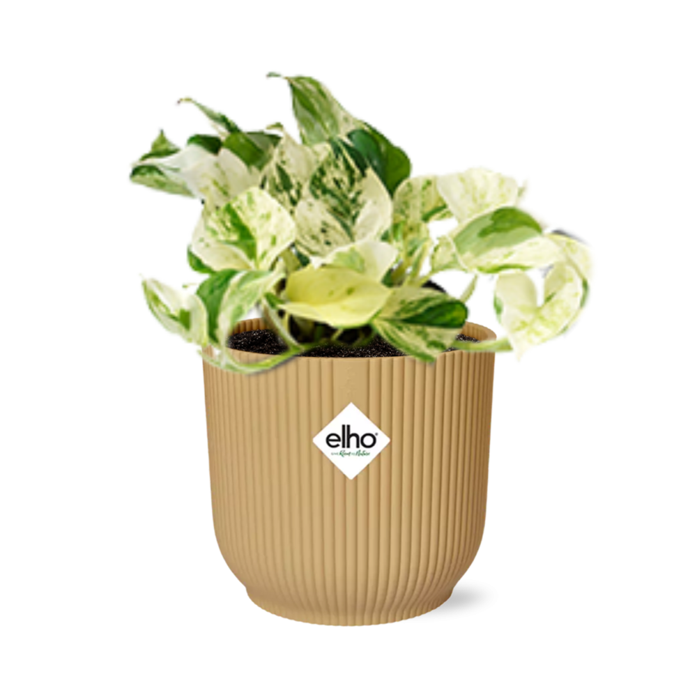 Epipremnum Pinnatum ‘Happy Leaf’ w doniczce ELHO Vibes Fold Ø14cm żółtej – Roślina oczyszczająca powietrze