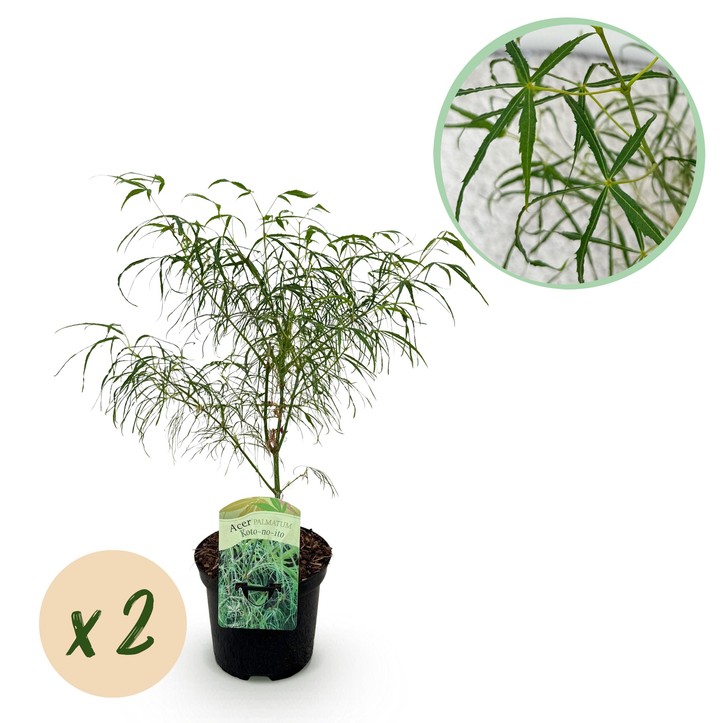 Green boutiQ Klon Japoński Acer palmatum Koto-no-ito – 2 rośliny – Doniczka 19 cm – Wysokość 70 cm