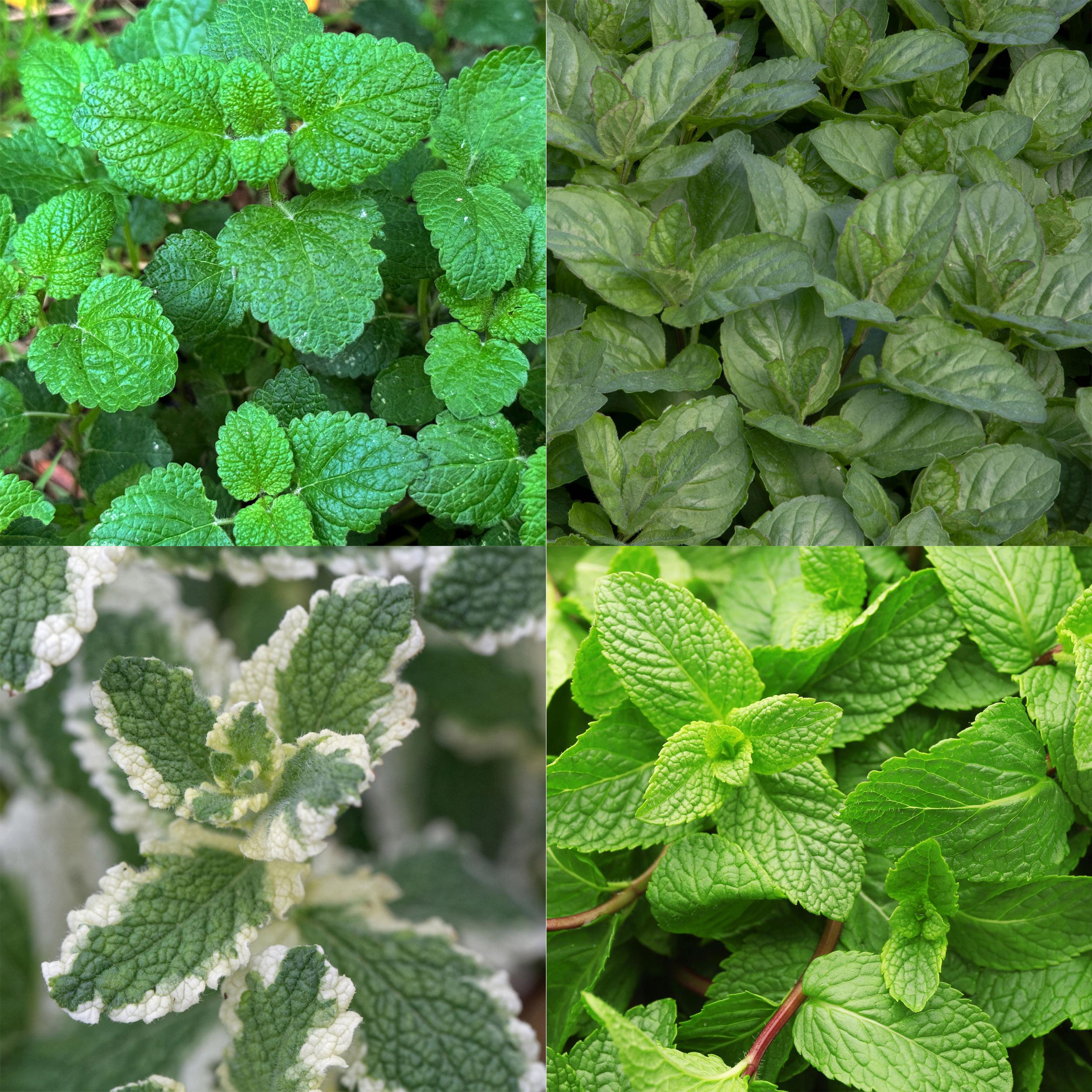 Zestaw roślin aromatycznych do herbaty – 8 bylin – Rabata 1 m² – Niska pielęgnacja – Doniczka 11 cm