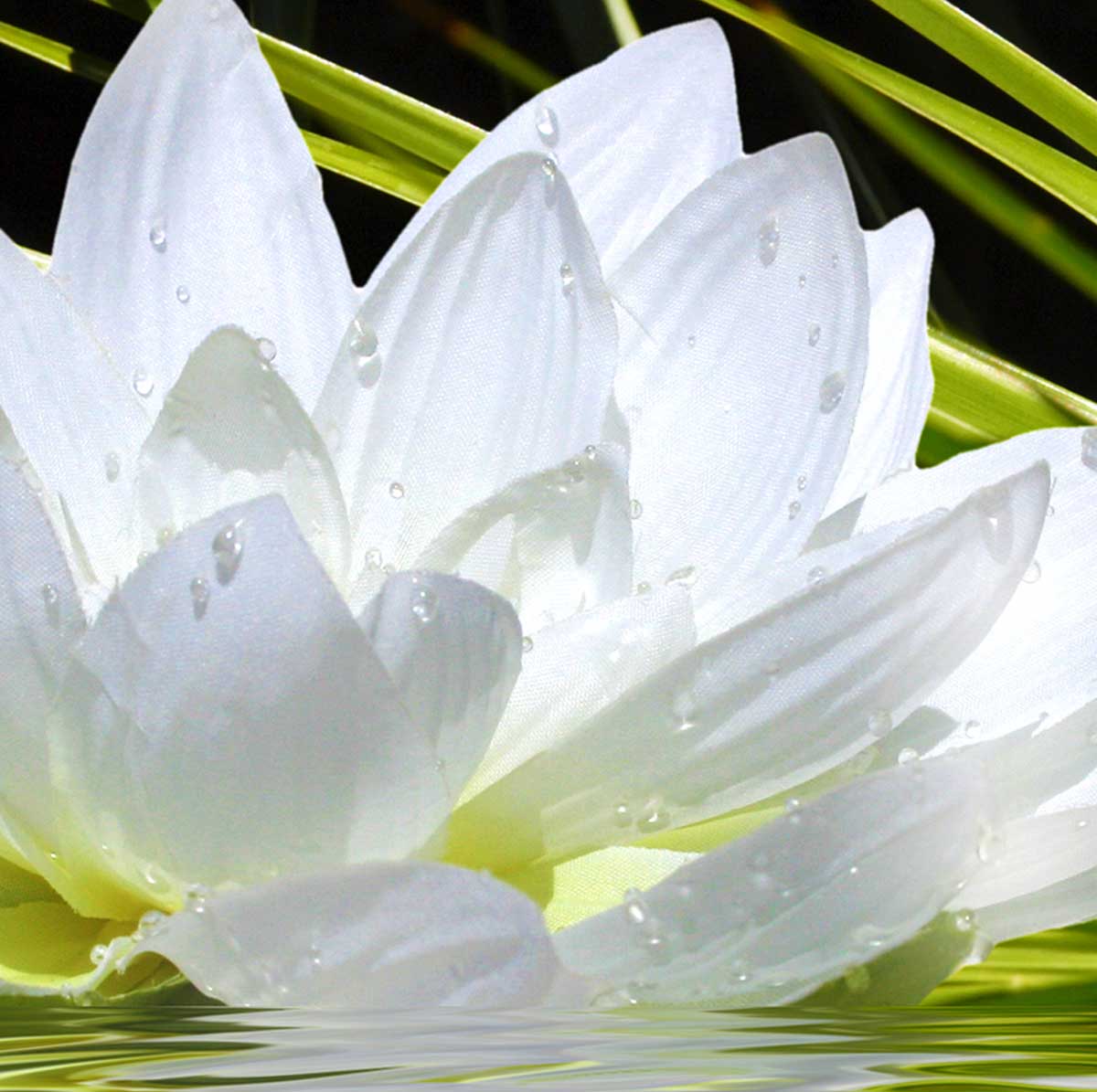 Cartel ambiente zen y flor de loto - 60x40cm - made in France - 3