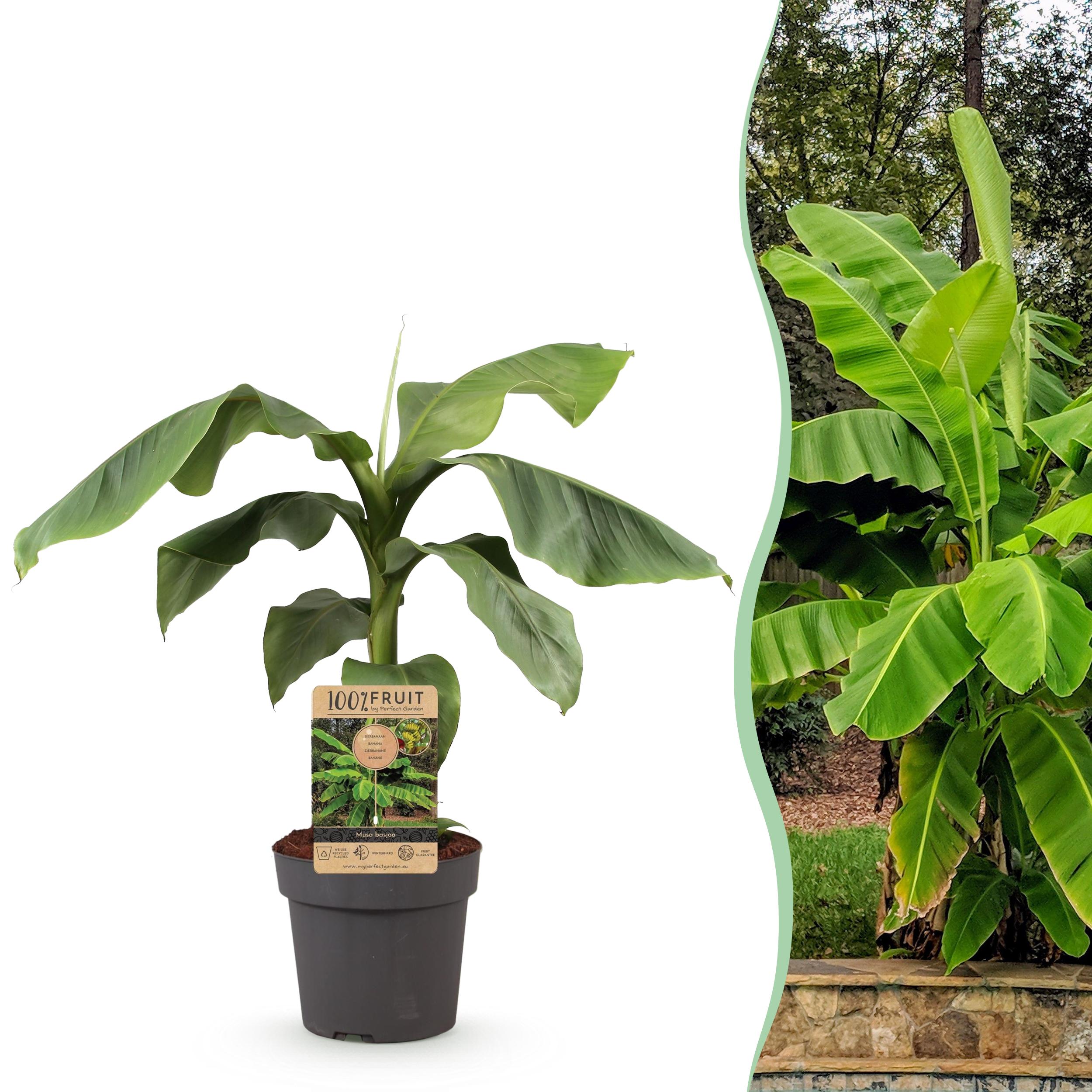 Musa Basjoo – Bananowiec japoński odporny – Roślina owocowa – Doniczka 21 cm – Wysokość 70-90 cm